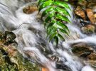 Rushing Water - Imperial Gardens